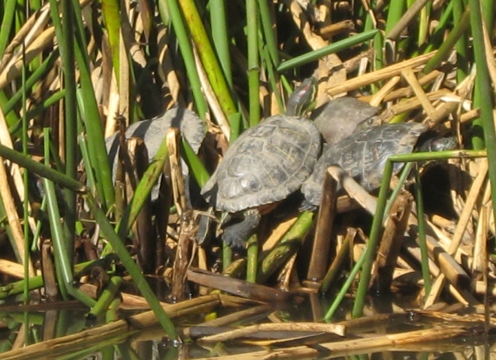 Red-eared Sliders